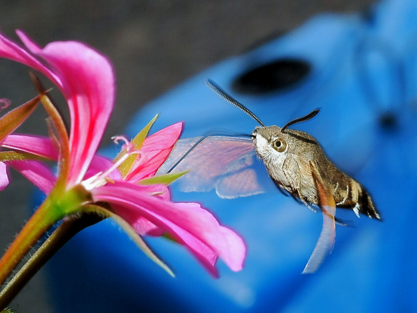 Macroglossum stellatarum